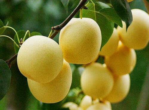 水果配送：雪梨