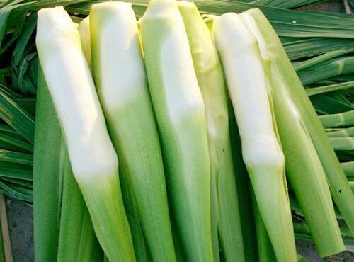蔬菜品種：茭白