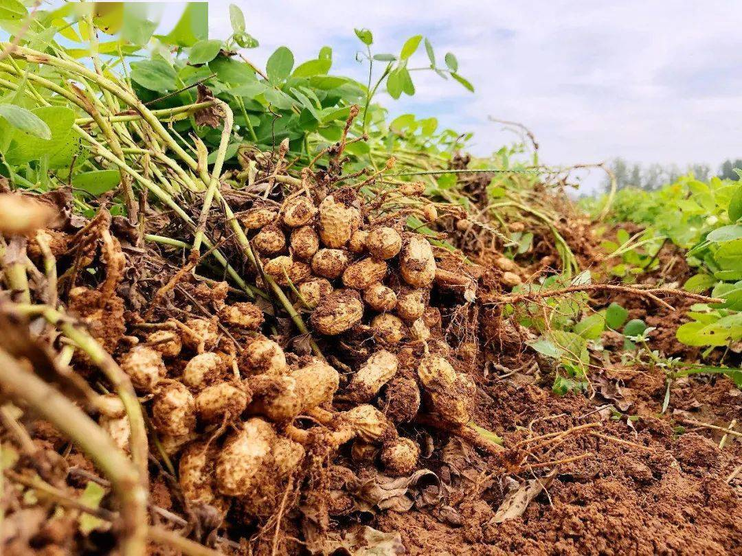 農(nóng)產(chǎn)品配送公司為您分享:花生的核心價(jià)值