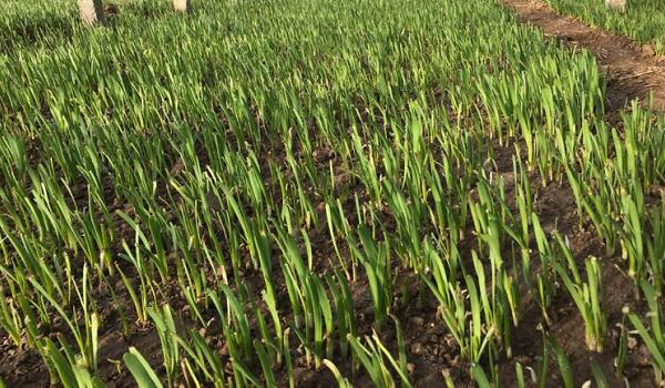 1760088395.jpg tupian_jiucai5.jpg